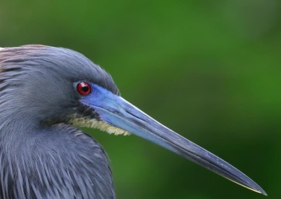 Gulf Coast Birding