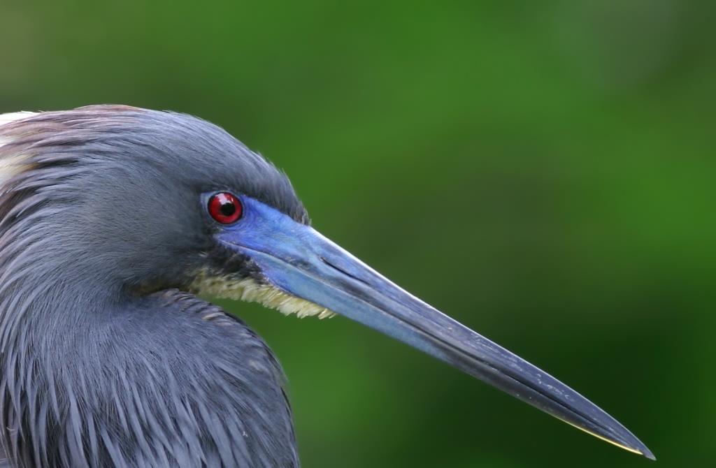 Gulf Coast Birding
