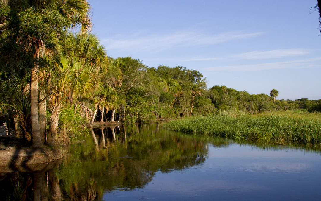 Wild Myakka River