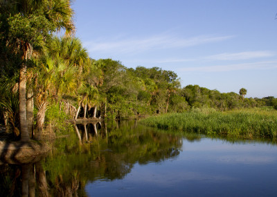 Wild Myakka River