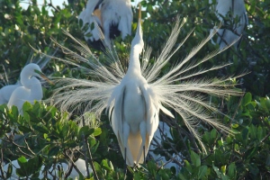 Bird Rookery Braden River